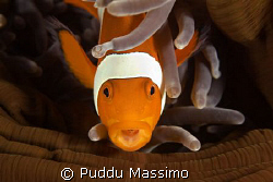 nikon d7os 60mm macro by Puddu Massimo 